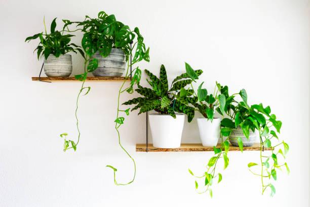 Suspended Shelves with Plants on